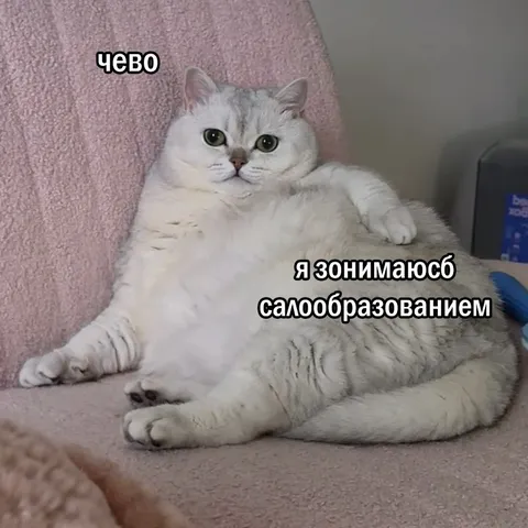 Кот, занимающийся самообразованием