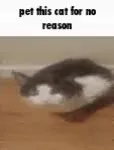 Pet This Cat for No Reason