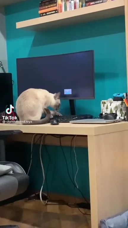 Cat Programmer at Home