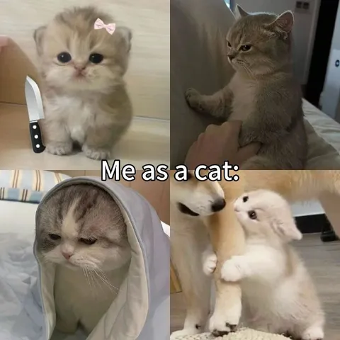 Me as a cat