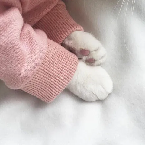Котёнок в розовом свитере