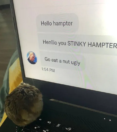 Stinky Hampter at the Computer