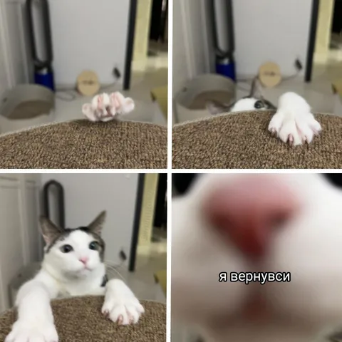 Кот возвращается с когтями