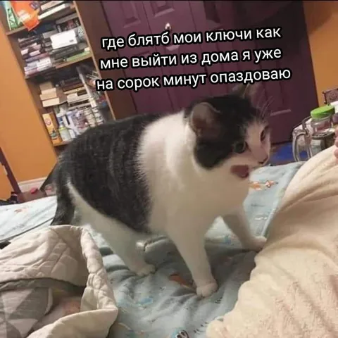 Кот ищет ключи перед выходом