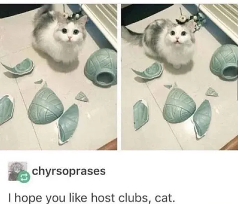 Cat Destroys Host Clubs