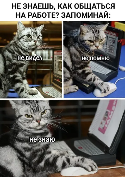 Кот не знает, как общаться на работе