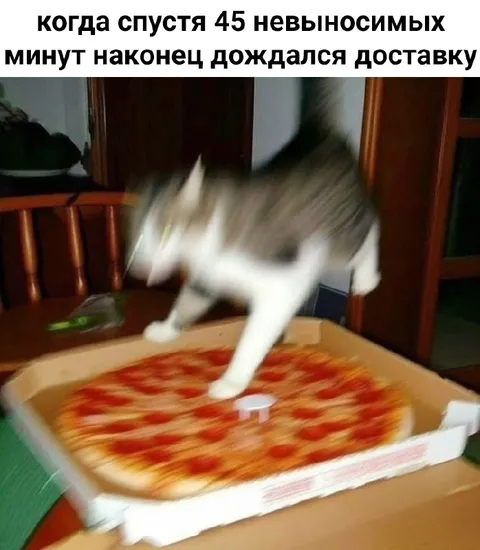 Кот дождался доставки пиццы