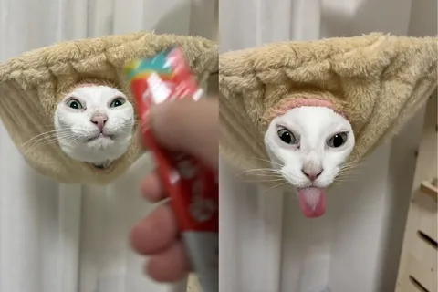 Кот после угощения