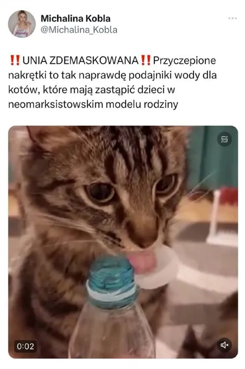 Koty zamiast dzieci
