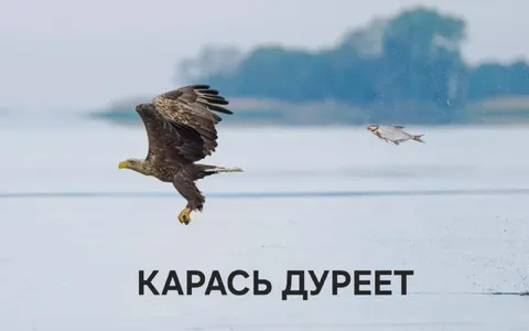 Карась дурееет от орла