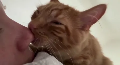 Кот нежно целует хозяина