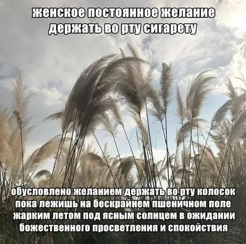 Желание держать колосок во рту