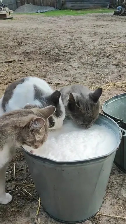 Коты пьют молоко из ведра