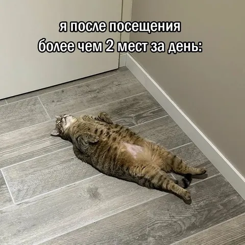 Кот после двух мест за день