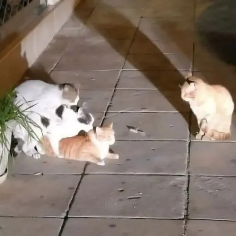 Кошачья встреча во дворе