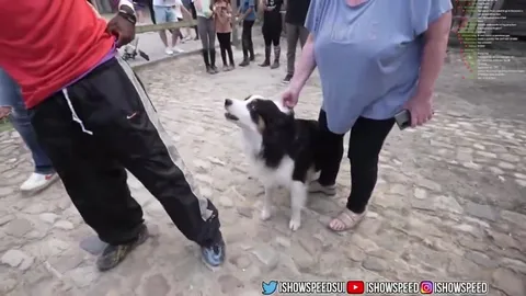 Собака увела внимание от Спида