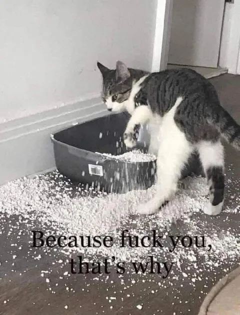 Because Fuck You, That's Why