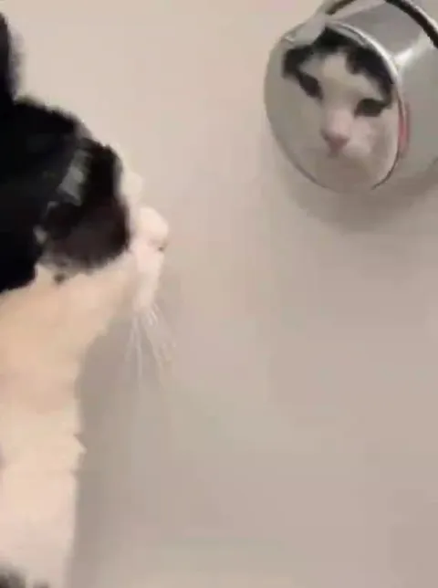 Кот встретил другого кота