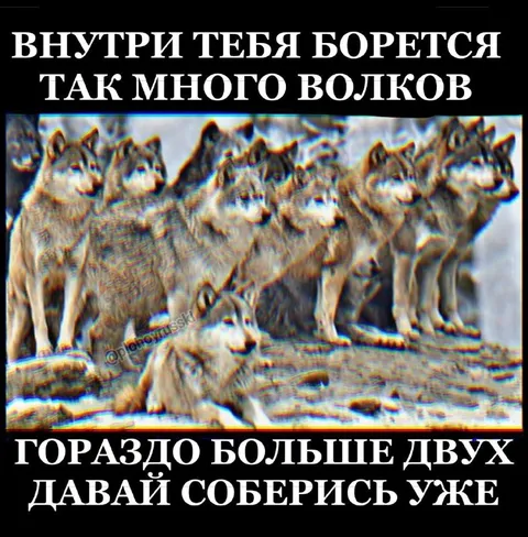 Внутри тебя борется много волков