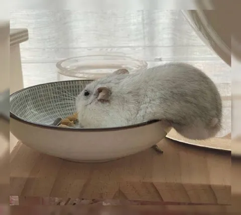 Мышь, которая стала миской