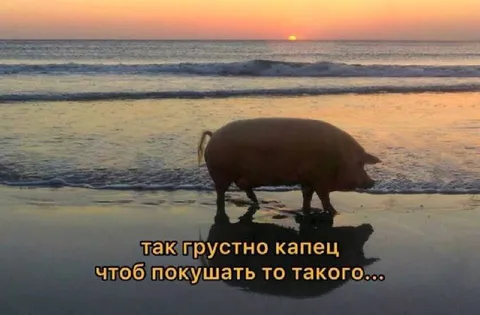 Грустная свинья на пляже