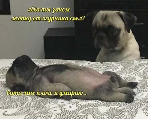 Огурчик оказался смертельным