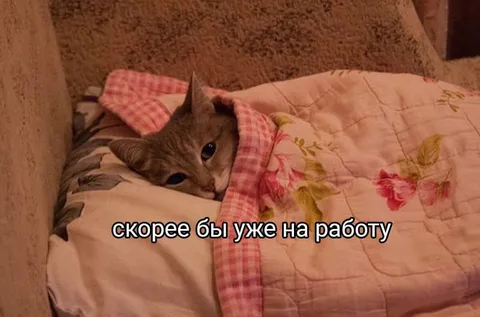 Кот, который хочет на работу