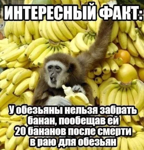 Интересный факт про обезьяну