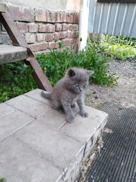 Серый котёнок на крыльце