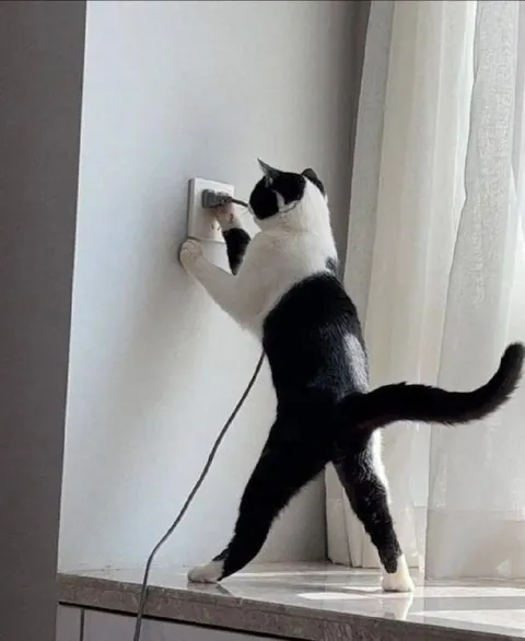 Кот чинит розетку