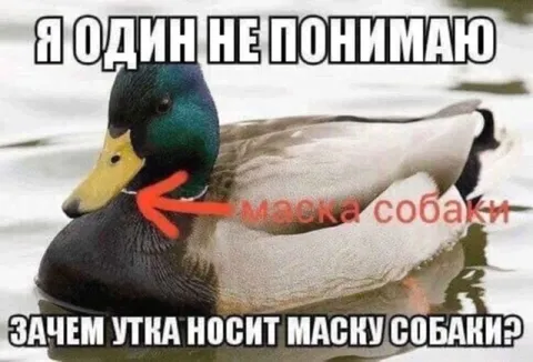 Утка носит маску собаки