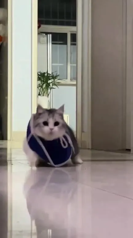 Кот стремительно уезжает