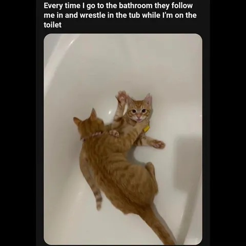 Cats Wrestle in the Bathtub