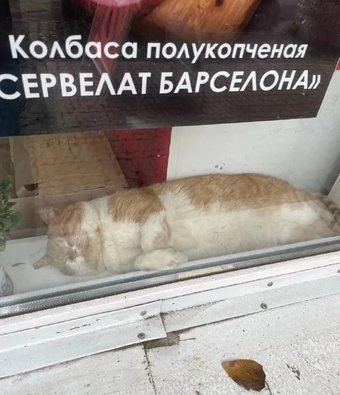 Кот под вывеской сервелата