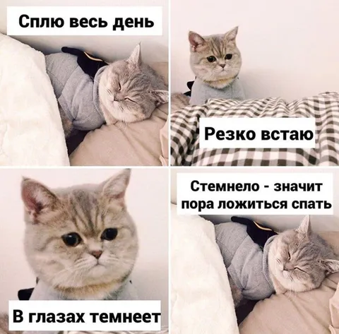 Кот спит весь день