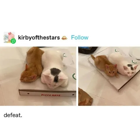 Defeat by sleeping cats