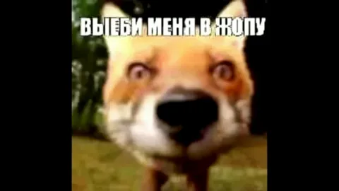 Лиса сама себя загнала
