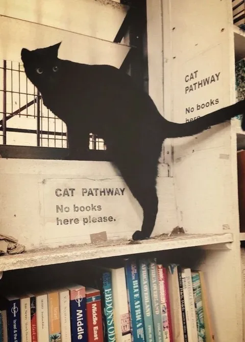Cat Pathway Through the Bookshelf