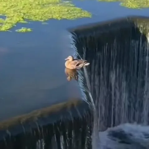 Утка на краю водопада