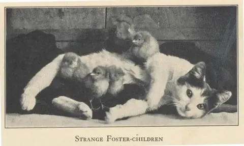 Strange Foster-Children Cats