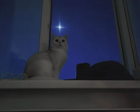 Кот смотрит в окно ночью