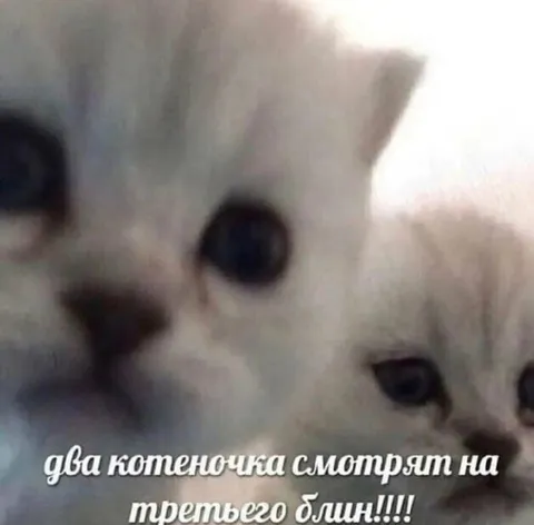 Два котёнка смотрят на третьего