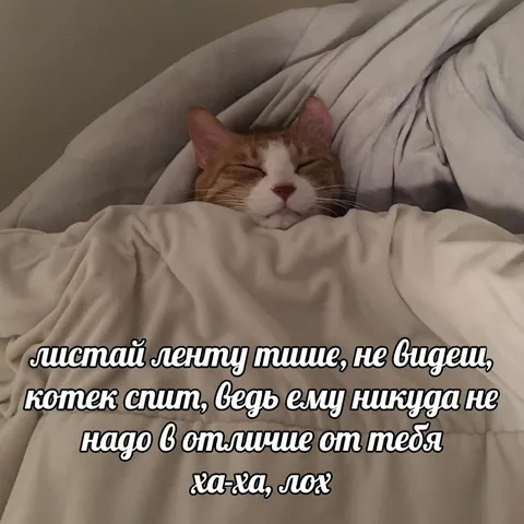 Кот спит под одеялом