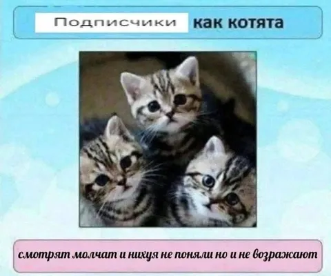 Подписчики как котята