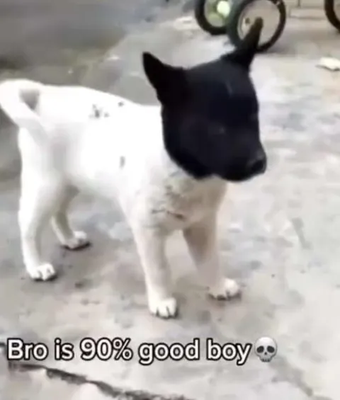 90% Good Boy