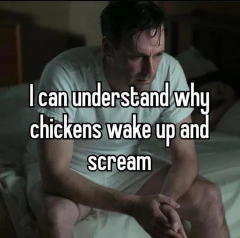 Why Chickens Wake Up Screaming