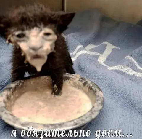 Я обязательно доем