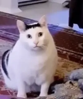 Кот внимательно смотрит