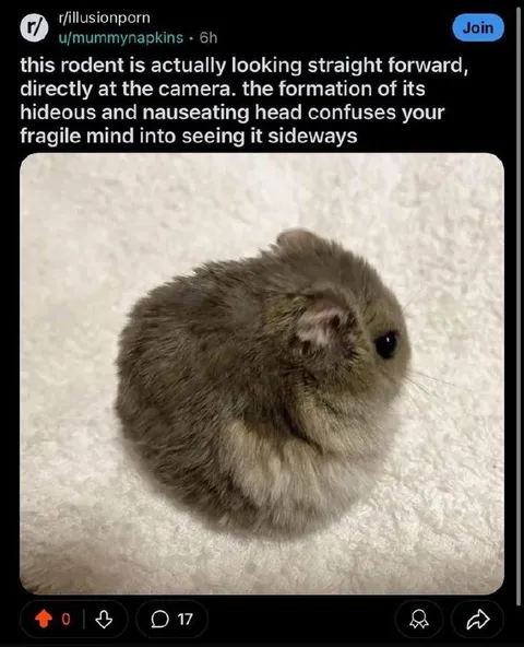 Rodent Looking Straight Ahead