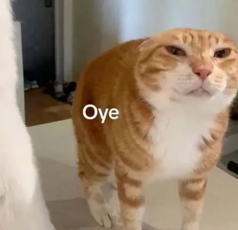 Gato diciendo Oye